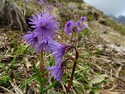 39 Soldanella alpina (Soldanella alpina)